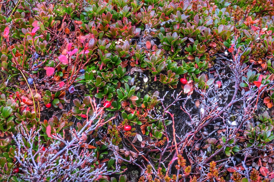 121661049 10215431199047988 1477807458140202410 n