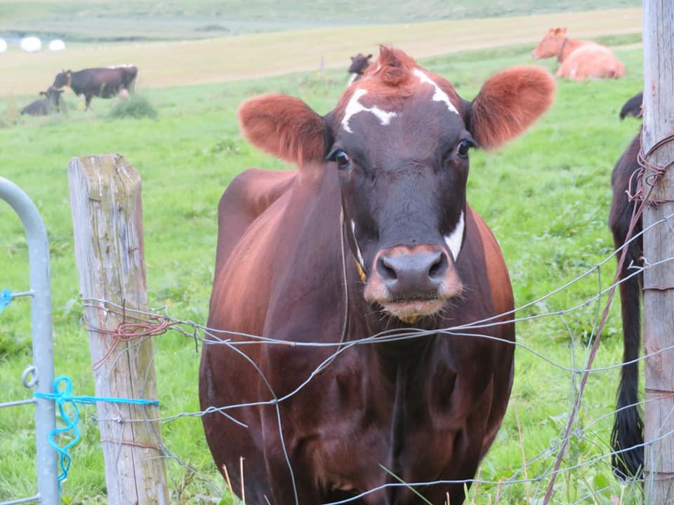 37969454 10210312580805731 1844753054235099136 n