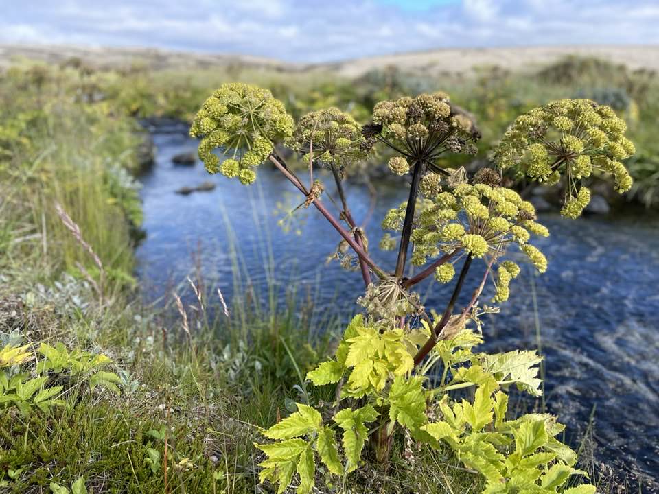 489807007 10224073357616551 7909338523209668345 n 1