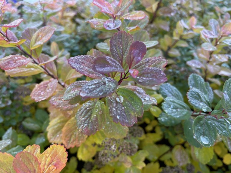 556794771 10225861961810538 8485789635489542936 n